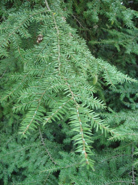 Tsuga canadensis feuille